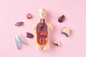 Level 3 Anatomy & Physiology Online Course